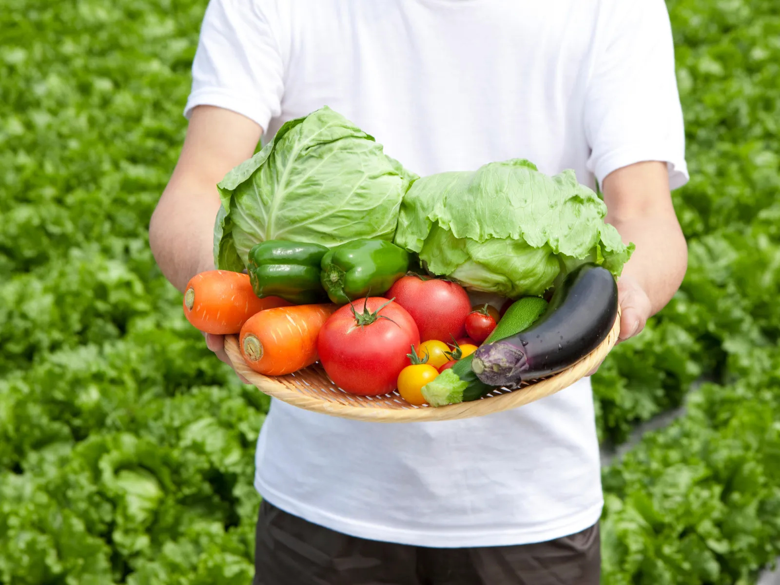 収穫した野菜を手に持つ生産者